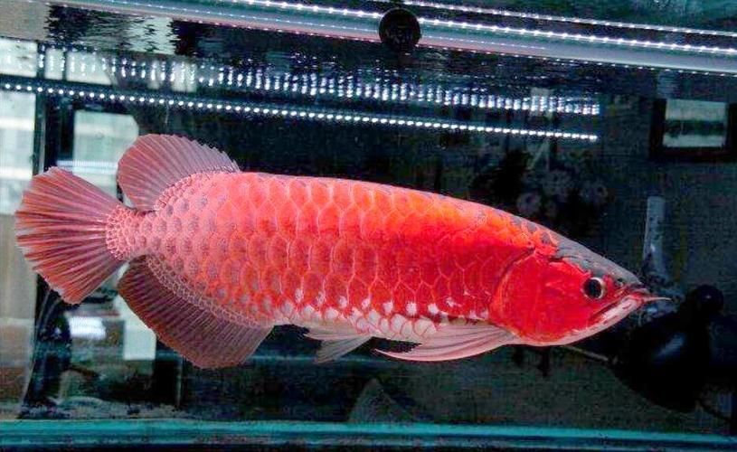推薦幾款適合龍魚的燈光顏色，養(yǎng)龍魚燈光選擇與布置