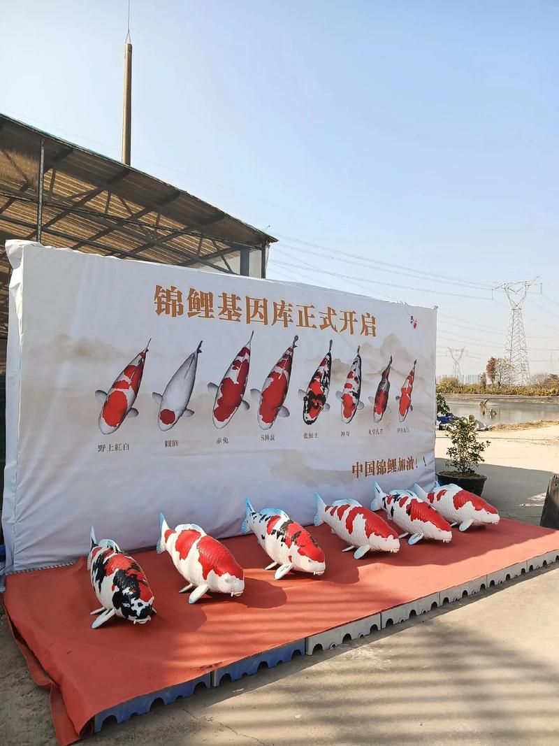 中國魚寶拍賣交易，中國魚寶拍賣交易是真實存在的真實存在的真實含義