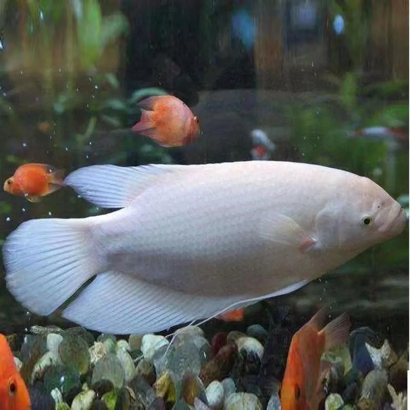 十大招財魚，十大招財魚風水搭配指南，招財魚與哪些魚混養最佳