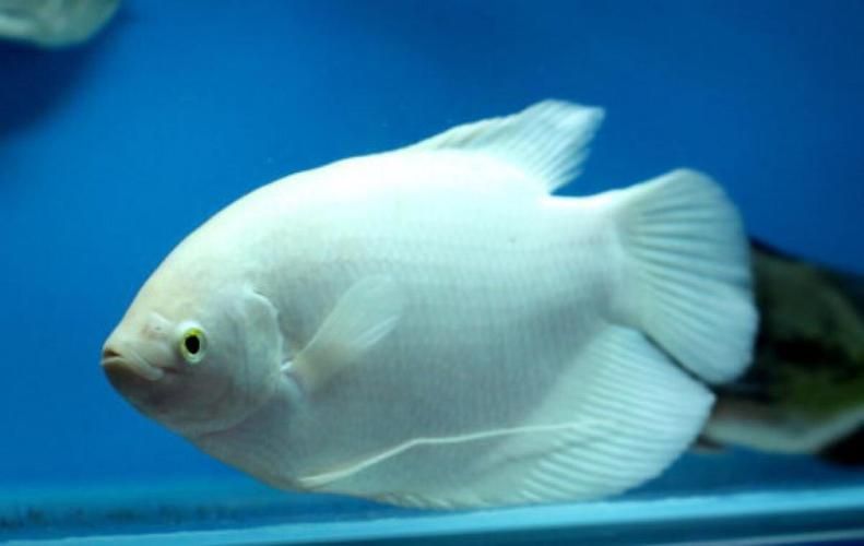 十大招財魚，十大招財魚風水搭配指南，招財魚與哪些魚混養最佳