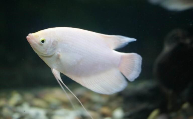 十大招財魚，十大招財魚風水搭配指南，招財魚與哪些魚混養最佳