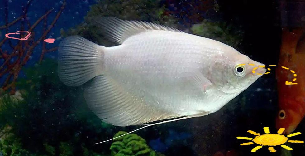 十大招財魚，十大招財魚風水搭配指南，招財魚與哪些魚混養最佳