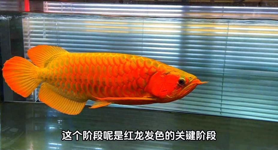 紅龍發色期多久能見到效果，如何促進紅龍魚發色