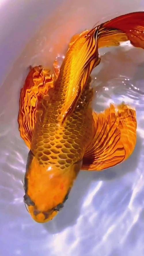 如何鑒別龍鳳魚的品質,如何鑒別龍鳳魚 龍魚百科 第2張 如何鑒別龍鳳魚的品質,如何鑒別龍鳳魚 如何鑒別龍鳳魚的品質,如何鑒別龍鳳魚 龍魚百科 第2張