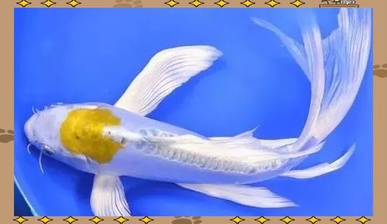 如何鑒別龍鳳魚的品質,如何鑒別龍鳳魚 龍魚百科 第6張 如何鑒別龍鳳魚的品質,如何鑒別龍鳳魚 如何鑒別龍鳳魚的品質,如何鑒別龍鳳魚 龍魚百科 第6張