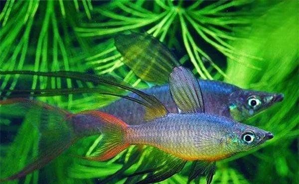 魚缸水綠了會影響魚的健康嗎？，魚缸水變綠6個原因和解決方法職業打jia人