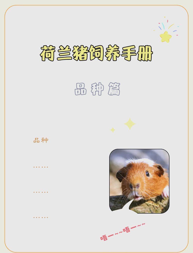 龍貓和荷蘭豬哪個(gè)更適合新手飼養(yǎng)，荷蘭豬和龍貓哪個(gè)更親人？