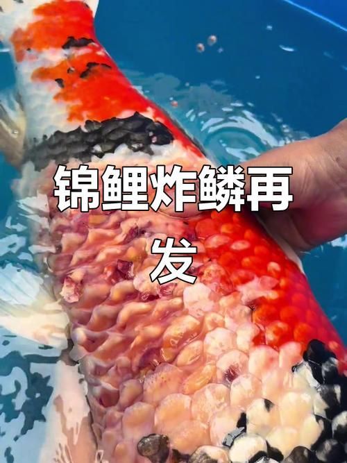 如何預防錦鯉炸鱗病的發生，arxiv論文助手arxiv論文助手可輔助獲取最新科研文獻中的預防方法