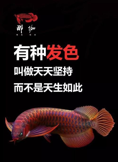 如何配圖說明紅龍上色技巧，奇幻紅龍上色技巧詳解