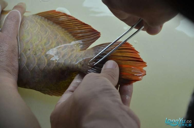 金龍魚寄生蟲圖片，如何判斷金龍魚是否感染寄生蟲