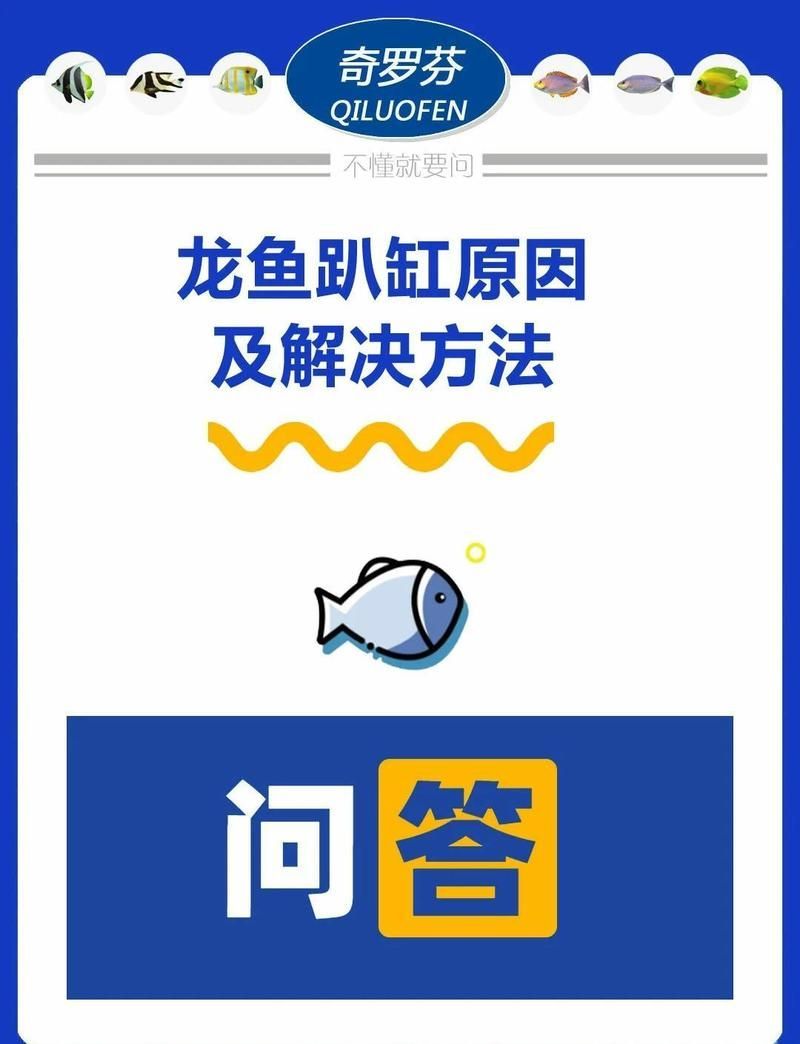 龍魚趴缸一會又游是生病了嗎？，龍魚“趴缸一會又游”是怎么回事？