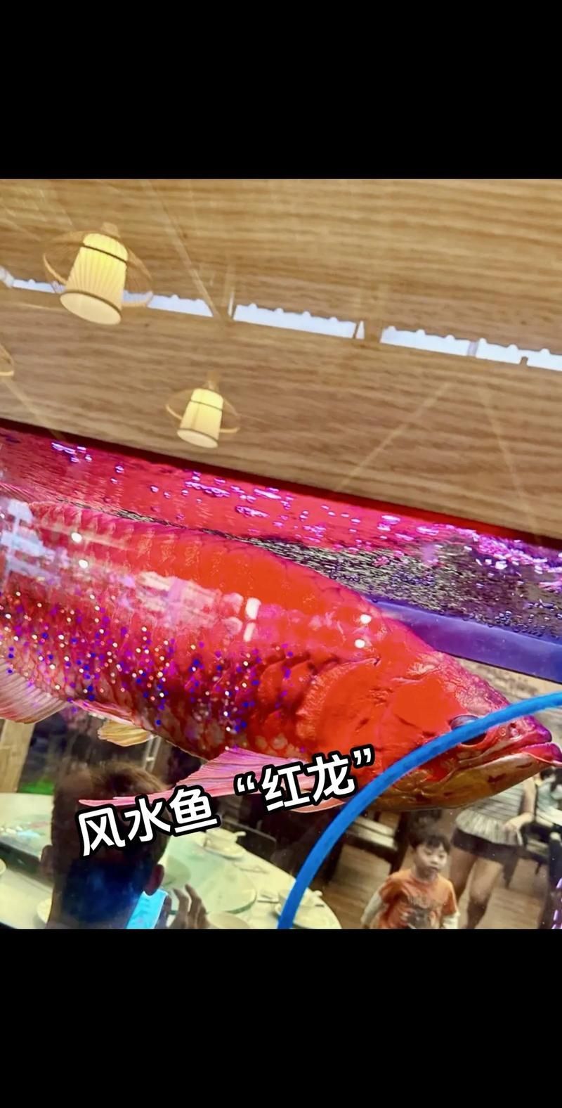 給我一張龍魚價格走勢圖，關(guān)于龍魚價格走勢圖 給我一張龍魚價格走勢圖，關(guān)于龍魚價格走勢圖 龍魚百科 第2張
