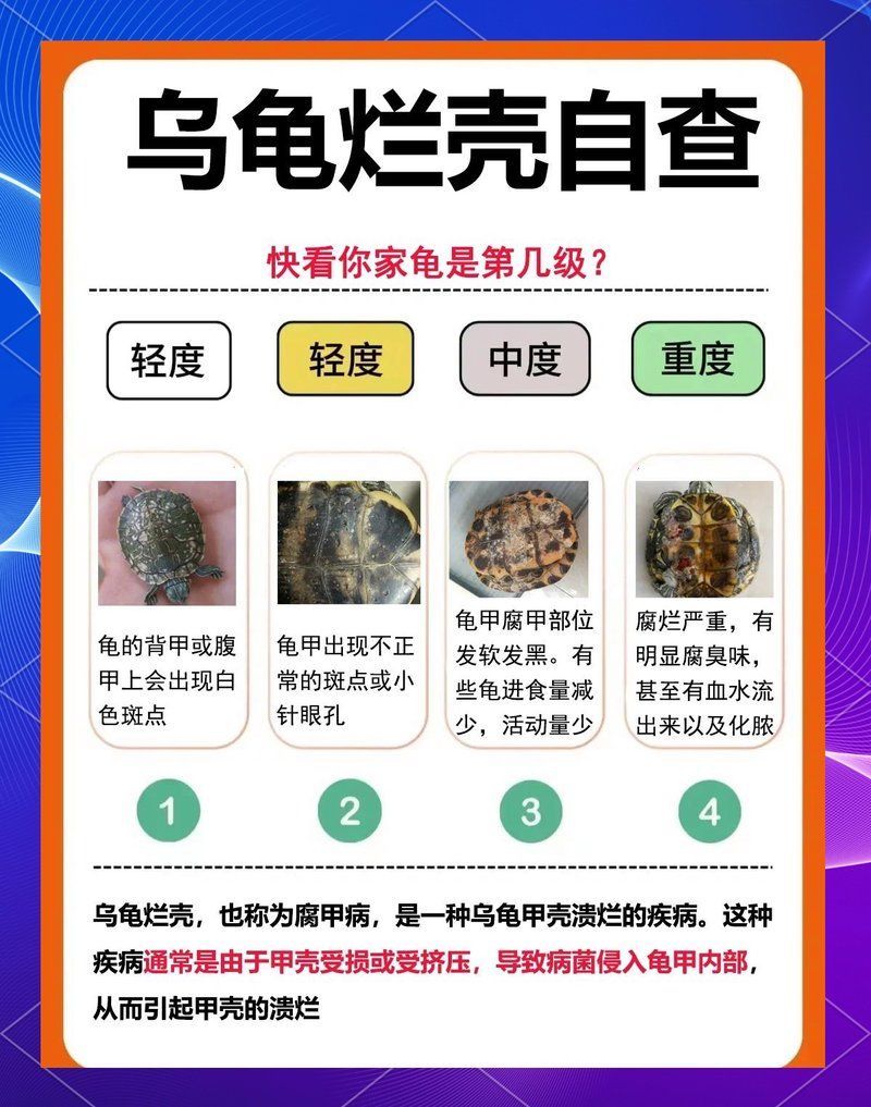 如何判斷烏龜是否缺營養，烏龜是否缺營養通常需要觀察其體態和體態和體態和生長狀況 如何判斷烏龜是否缺營養，烏龜是否缺營養通常需要觀察其體態和體態和體態和生長狀況 龍魚百科 第4張