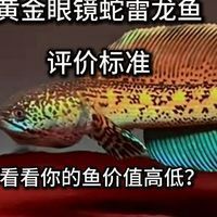 如何鑒別橘紅龍魚的品質