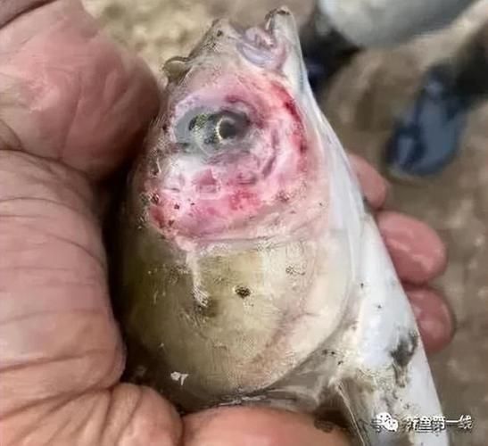 魚(yú)爛真菌和細(xì)菌圖片，如何區(qū)分魚(yú)爛真菌和細(xì)菌感染？