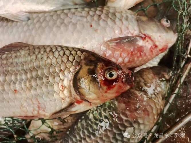 魚(yú)爛真菌和細(xì)菌圖片，如何區(qū)分魚(yú)爛真菌和細(xì)菌感染？