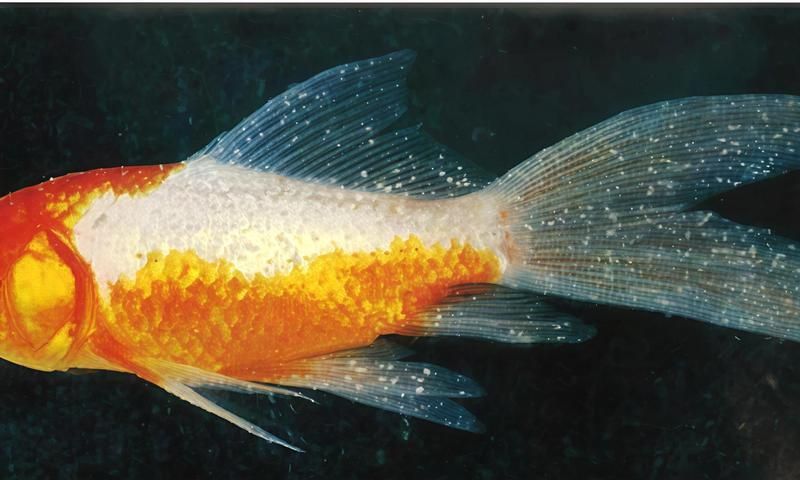 哪種方法最適合預(yù)防龍魚(yú)白點(diǎn)病，如何預(yù)防龍魚(yú)白點(diǎn)病 哪種方法最適合預(yù)防龍魚(yú)白點(diǎn)病，如何預(yù)防龍魚(yú)白點(diǎn)病 龍魚(yú)百科 第1張