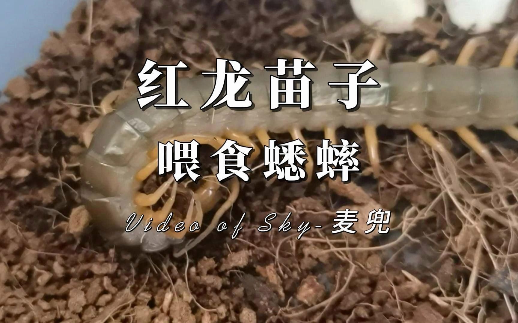 紅龍苗吃什么食物最好，紅龍苗吃什么食物最好紅龍苗分階段喂食計劃表 紅龍苗吃什么食物最好，紅龍苗吃什么食物最好紅龍苗分階段喂食計劃表 龍魚百科 第1張