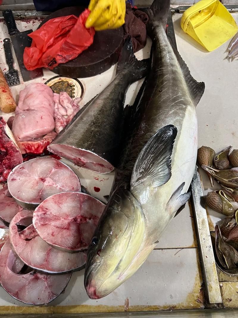 湛江龍魚的價格是多少？，湛江觀賞龍魚市場購買指南