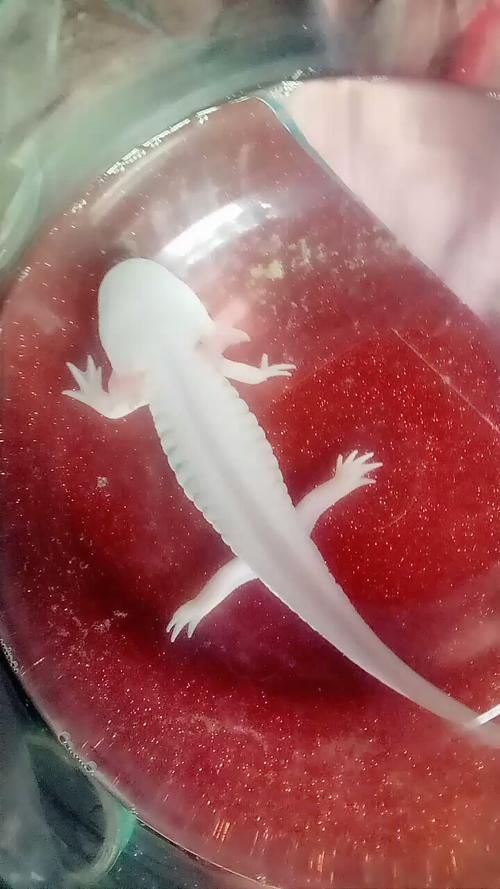 給我一張火龍魚的圖片，火龍魚的奧秘 給我一張火龍魚的圖片，火龍魚的奧秘 龍魚百科 第11張