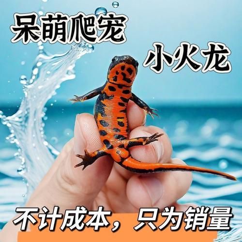 給我一張火龍魚的圖片，火龍魚的奧秘 給我一張火龍魚的圖片，火龍魚的奧秘 龍魚百科 第10張
