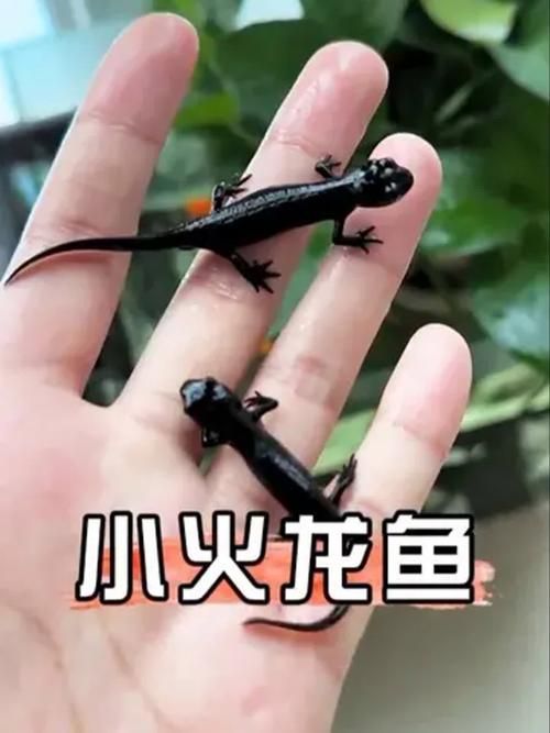 給我一張火龍魚的圖片，火龍魚的奧秘 給我一張火龍魚的圖片，火龍魚的奧秘 龍魚百科 第16張