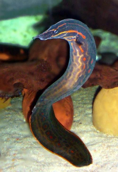 給我一張火龍魚的圖片，火龍魚的奧秘 給我一張火龍魚的圖片，火龍魚的奧秘 龍魚百科 第13張