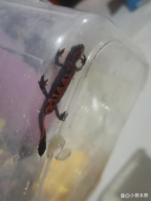 給我一張火龍魚的圖片，火龍魚的奧秘 給我一張火龍魚的圖片，火龍魚的奧秘 龍魚百科 第2張