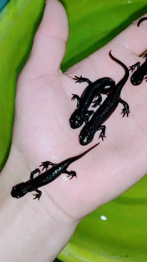 給我一張火龍魚的圖片，火龍魚的奧秘 給我一張火龍魚的圖片，火龍魚的奧秘 龍魚百科 第18張