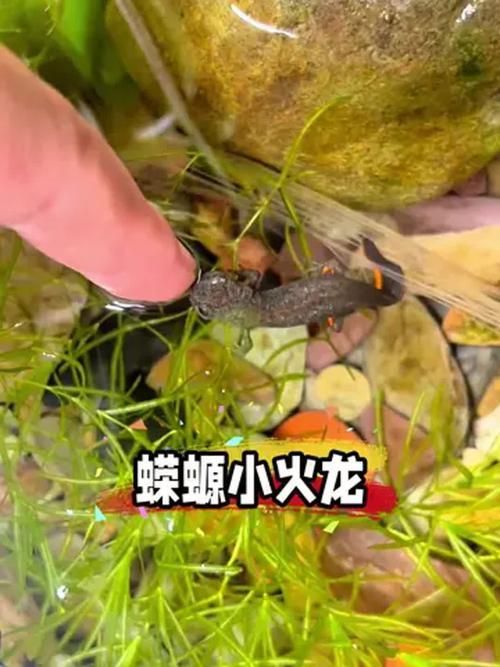 給我一張火龍魚的圖片，火龍魚的奧秘 給我一張火龍魚的圖片，火龍魚的奧秘 龍魚百科 第12張