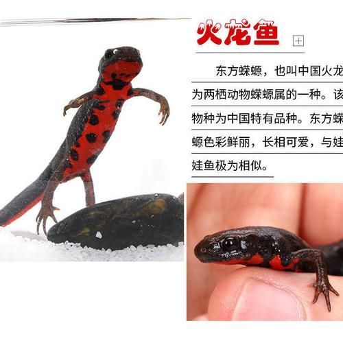 給我一張火龍魚的圖片，火龍魚的奧秘 給我一張火龍魚的圖片，火龍魚的奧秘 龍魚百科 第15張