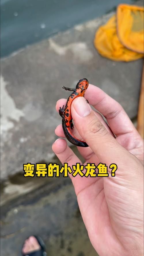 給我一張火龍魚的圖片，火龍魚的奧秘 給我一張火龍魚的圖片，火龍魚的奧秘 龍魚百科 第7張