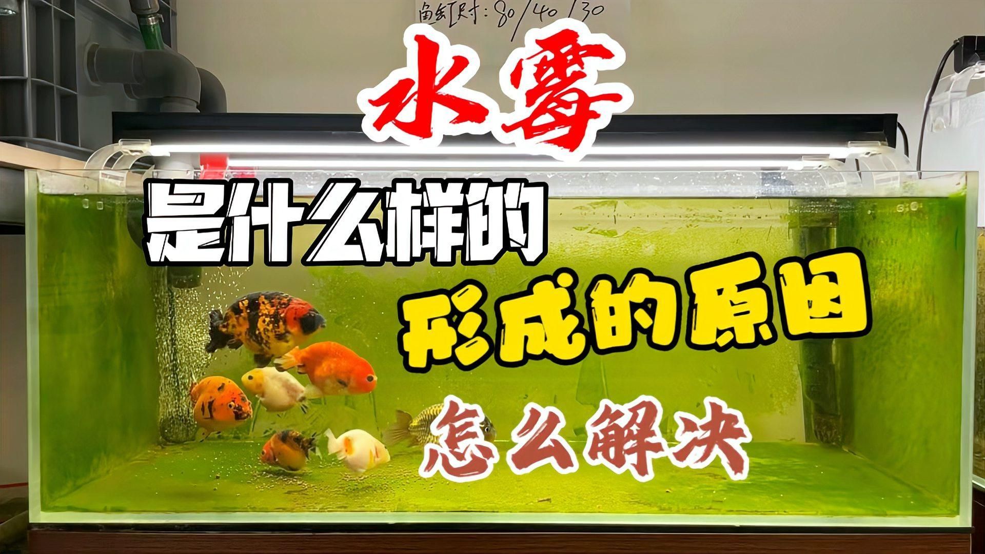 如何區分金魚的白點病和水霉病，如何區分金魚白點病和水霉病