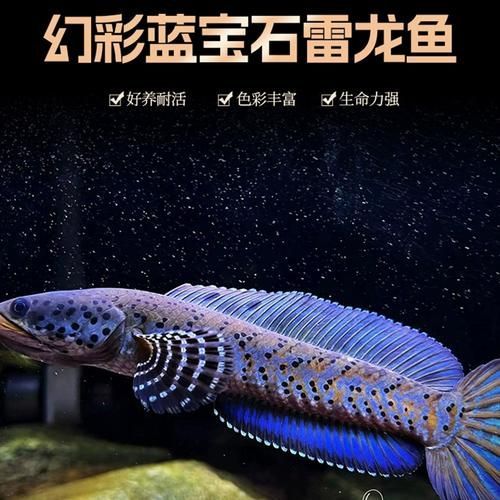 雷龍魚哪種顏色最珍貴和稀有，巴卡雷龍的稀有性源于多重因素，網友誤將“白化雷龍”或“金黃變異體”視為頂級