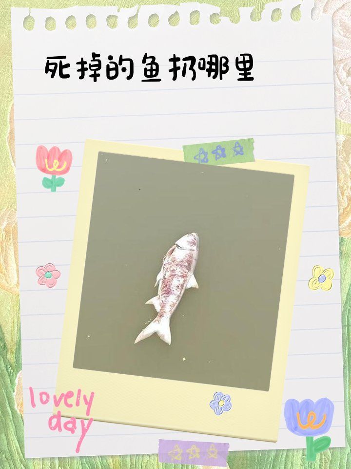 龍魚死亡后如何處理更環保，魚死亡后，正確的處理方式對環保至關重要，環保至關重要