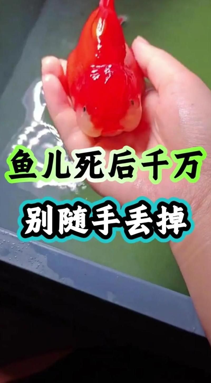 龍魚死亡后如何處理更環保，魚死亡后，正確的處理方式對環保至關重要，環保至關重要