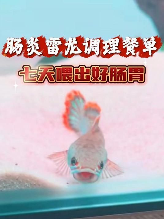 雷龍魚腸炎能不能自愈，雷龍魚腸炎怎么辦