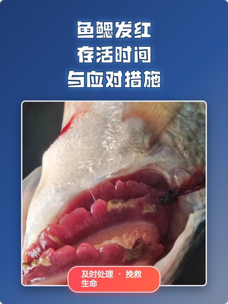 魚爛鰓能自愈嗎治療在，如何防治魚爛鰓的病因？