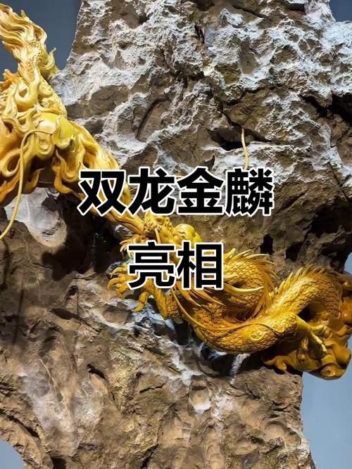 如何鑒別真假金頭金龍，金頭金龍真假鑒別指南