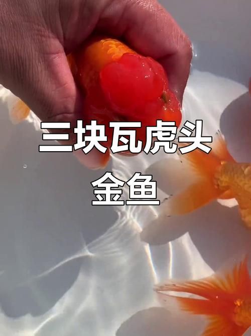 如何鑒別真假金頭金龍，金頭金龍真假鑒別指南