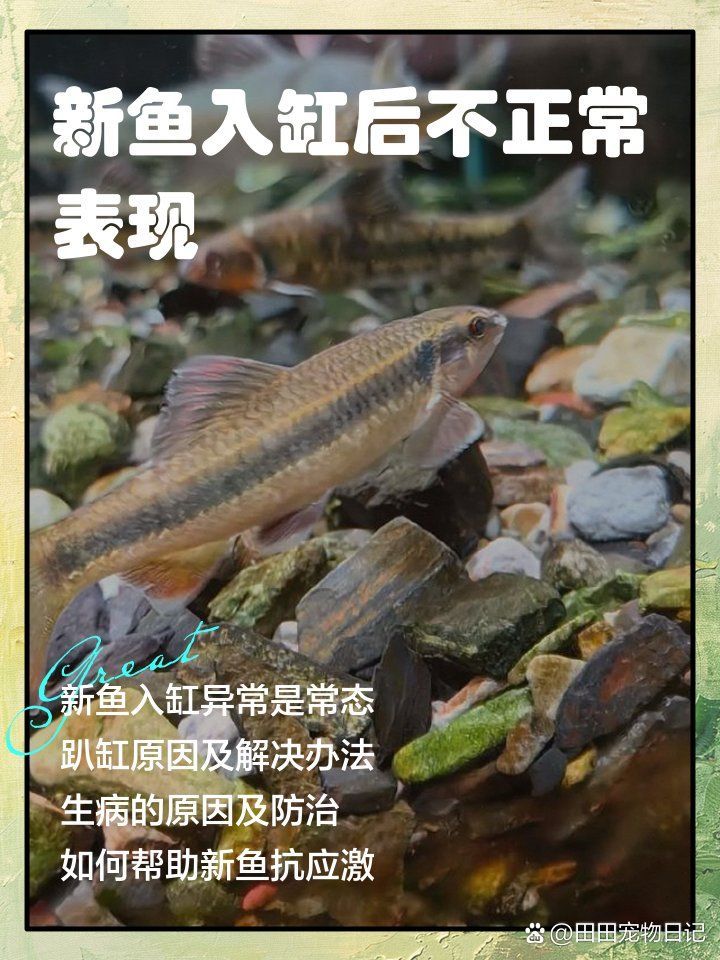 新魚趴缸后多久會開始覓食，新魚入缸后出現趴缸現象是常見應激反應，如何判斷新魚是否開始覓食
