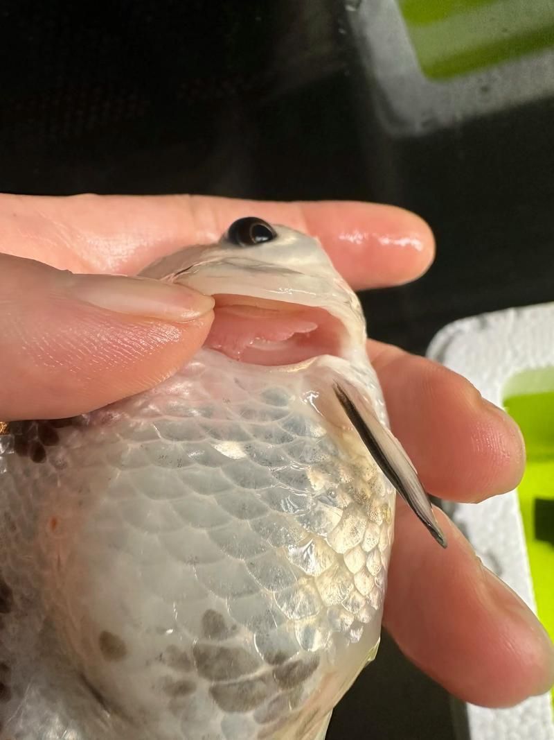 如何判斷蚌山龍魚是否新鮮？