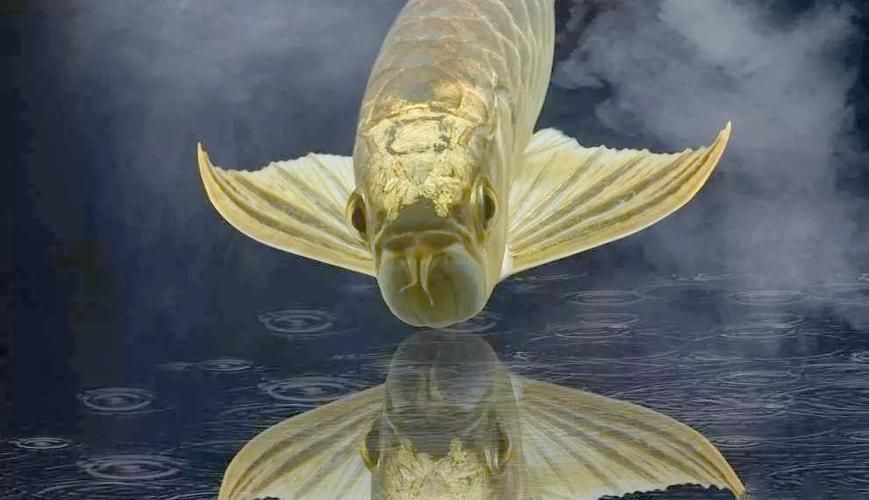 如何判斷蚌山龍魚是否新鮮？
