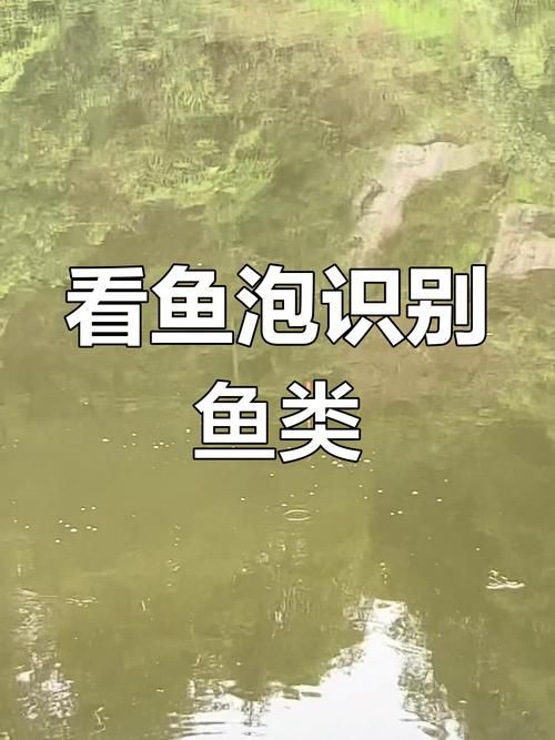 觀魚釣魚技巧分享，西安觀魚釣魚技巧分享 觀魚釣魚技巧分享，西安觀魚釣魚技巧分享 龍魚百科 第2張