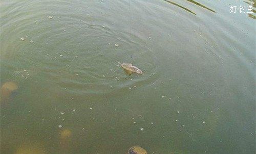 觀魚釣魚技巧分享，西安觀魚釣魚技巧分享 觀魚釣魚技巧分享，西安觀魚釣魚技巧分享 龍魚百科 第8張