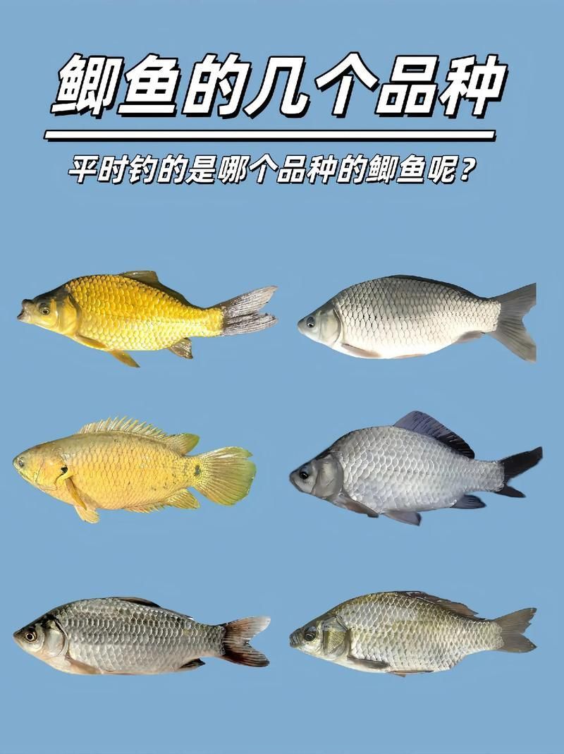 觀魚釣魚技巧分享，西安觀魚釣魚技巧分享 觀魚釣魚技巧分享，西安觀魚釣魚技巧分享 龍魚百科 第5張