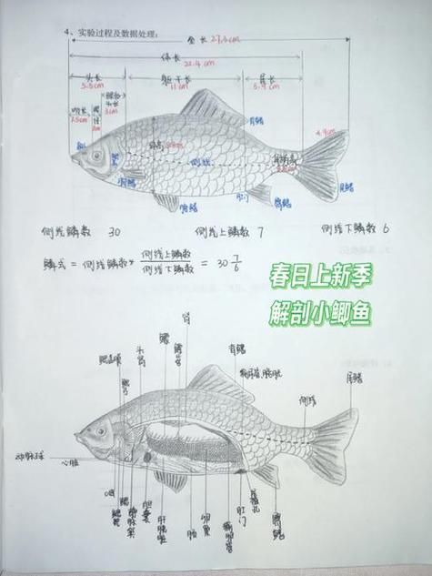 觀魚釣魚技巧分享，西安觀魚釣魚技巧分享 觀魚釣魚技巧分享，西安觀魚釣魚技巧分享 龍魚百科 第3張