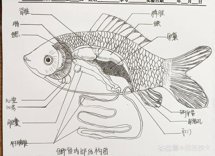 觀魚釣魚技巧分享，西安觀魚釣魚技巧分享 觀魚釣魚技巧分享，西安觀魚釣魚技巧分享 龍魚百科 第6張