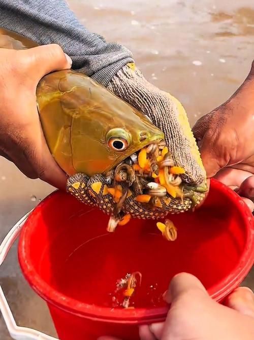 給我一些挑選高品質金龍魚幼苗的圖片示例，如何挑選高品質的金龍魚幼苗