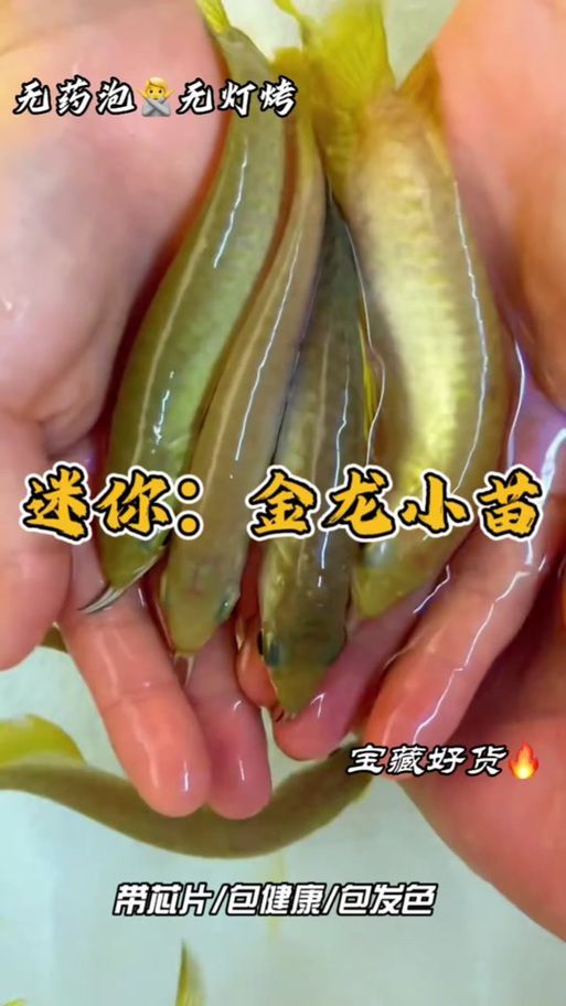 給我一些挑選高品質金龍魚幼苗的圖片示例，如何挑選高品質的金龍魚幼苗